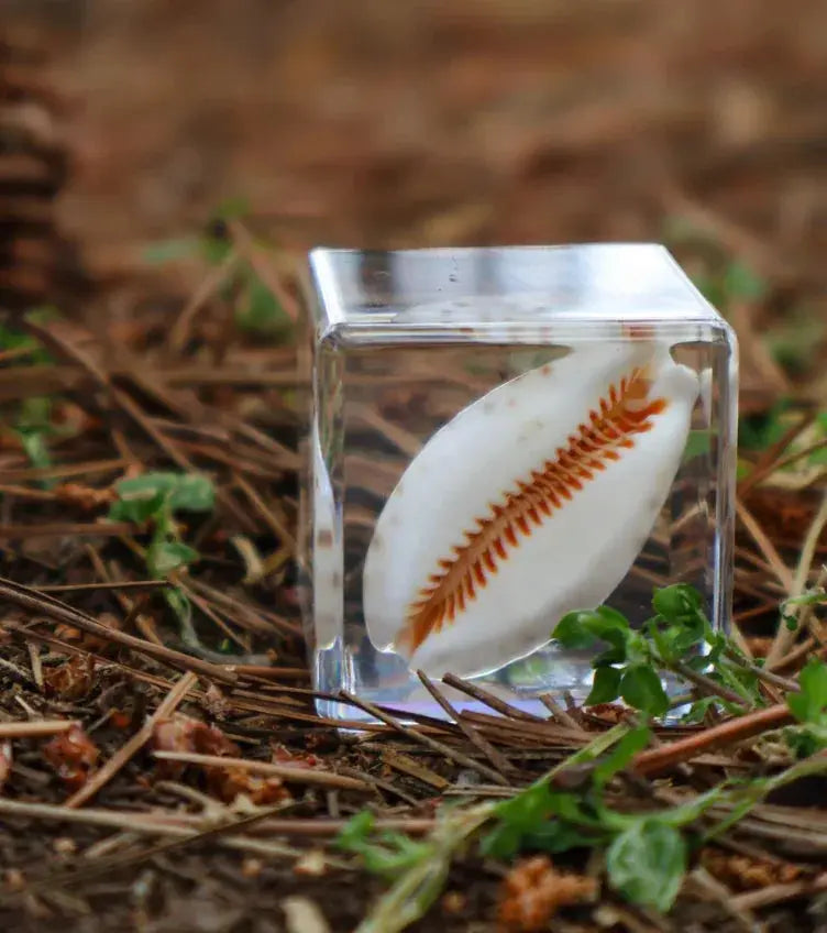 Our Earth Life // Cowrie Shell Specimen Cube Our Earth Life