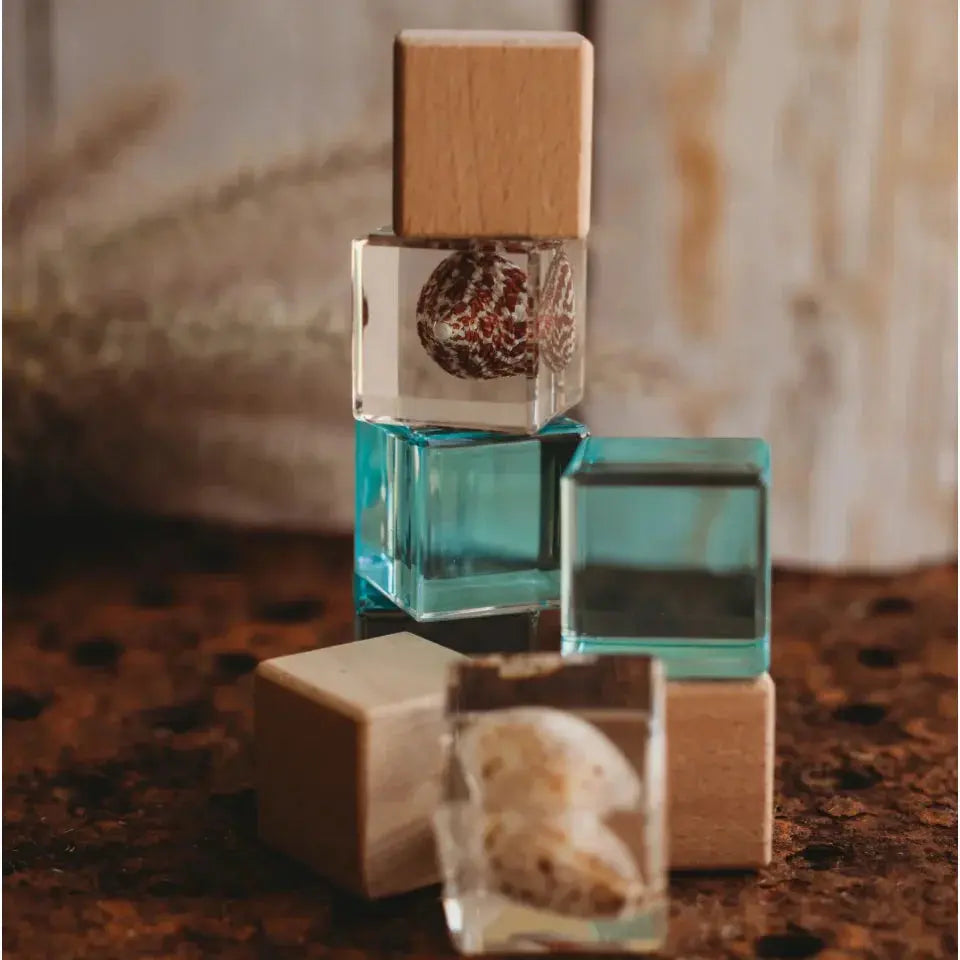 Our Earth Life // Cowrie Shell Specimen Cube Our Earth Life