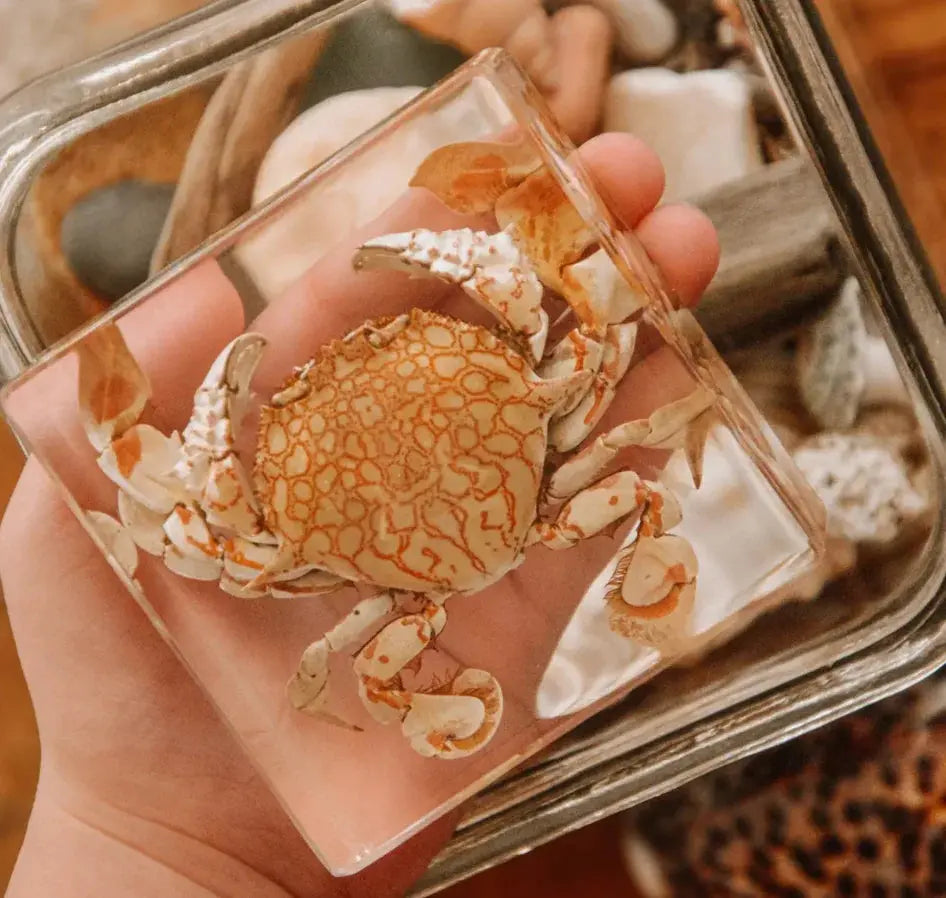 Our Earth Life // Flower Moon Crab Specimen Our Earth Life