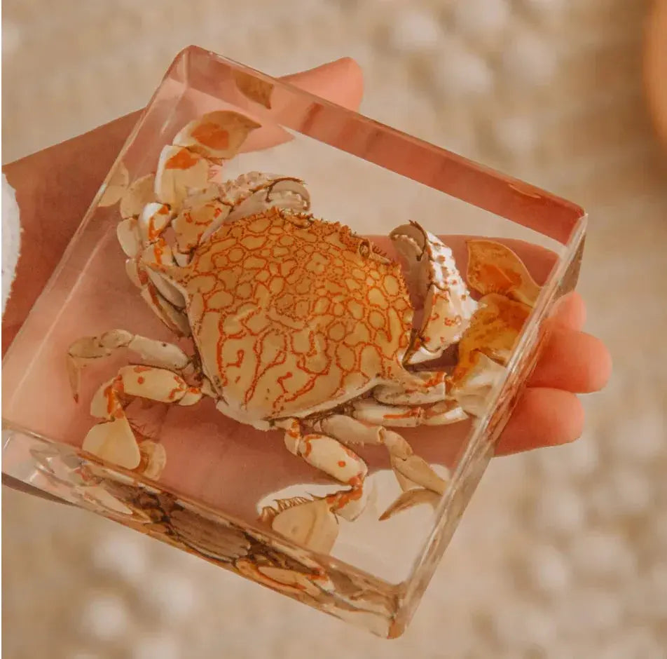 Our Earth Life // Flower Moon Crab Specimen Our Earth Life