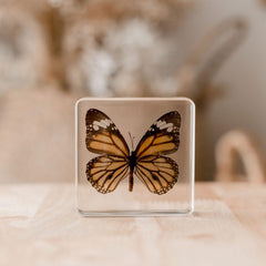 Specimen // Common Tiger Butterfly