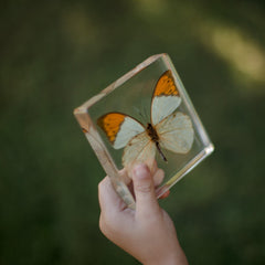 Specimen // Orang-Tipped Butterfly