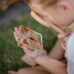 Specimen // Orang-Tipped Butterfly