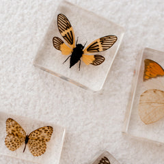 Specimen // Yellow Winged Cicada