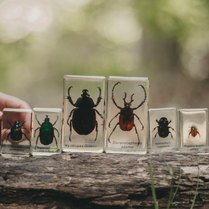 Specimen // Chafer Beetle Set