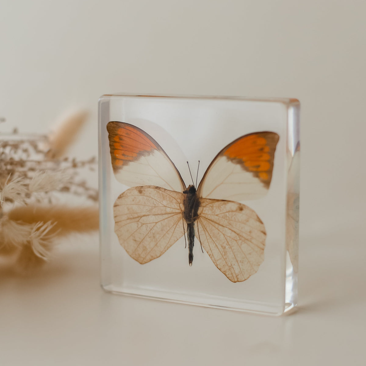 Specimen // Orang-Tipped Butterfly