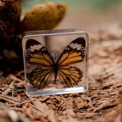 Specimen // Common Tiger Butterfly