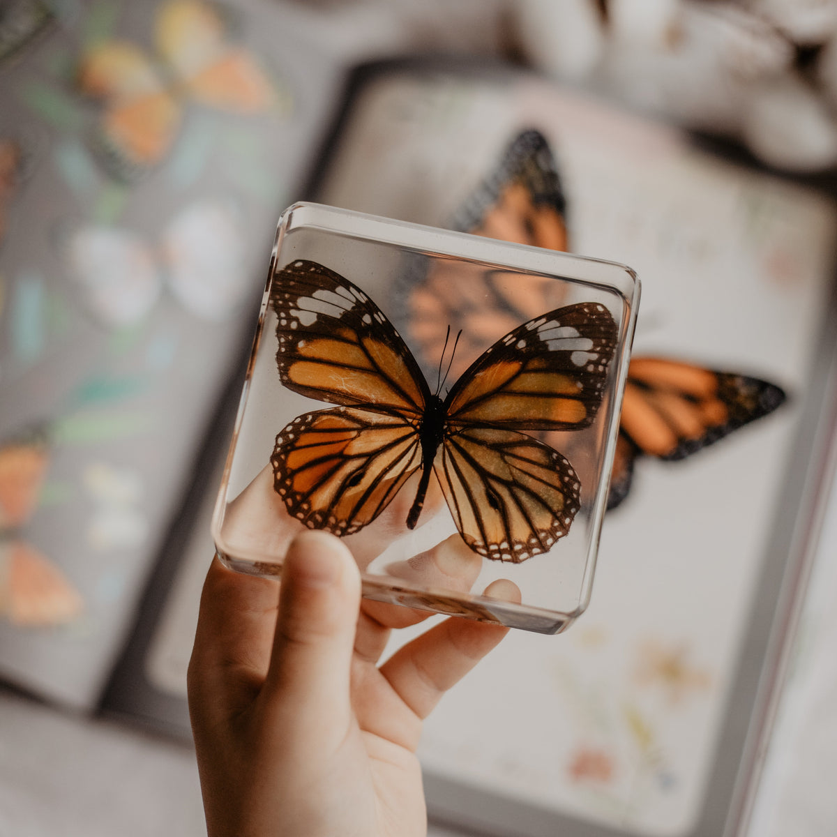 Specimen // Common Tiger Butterfly