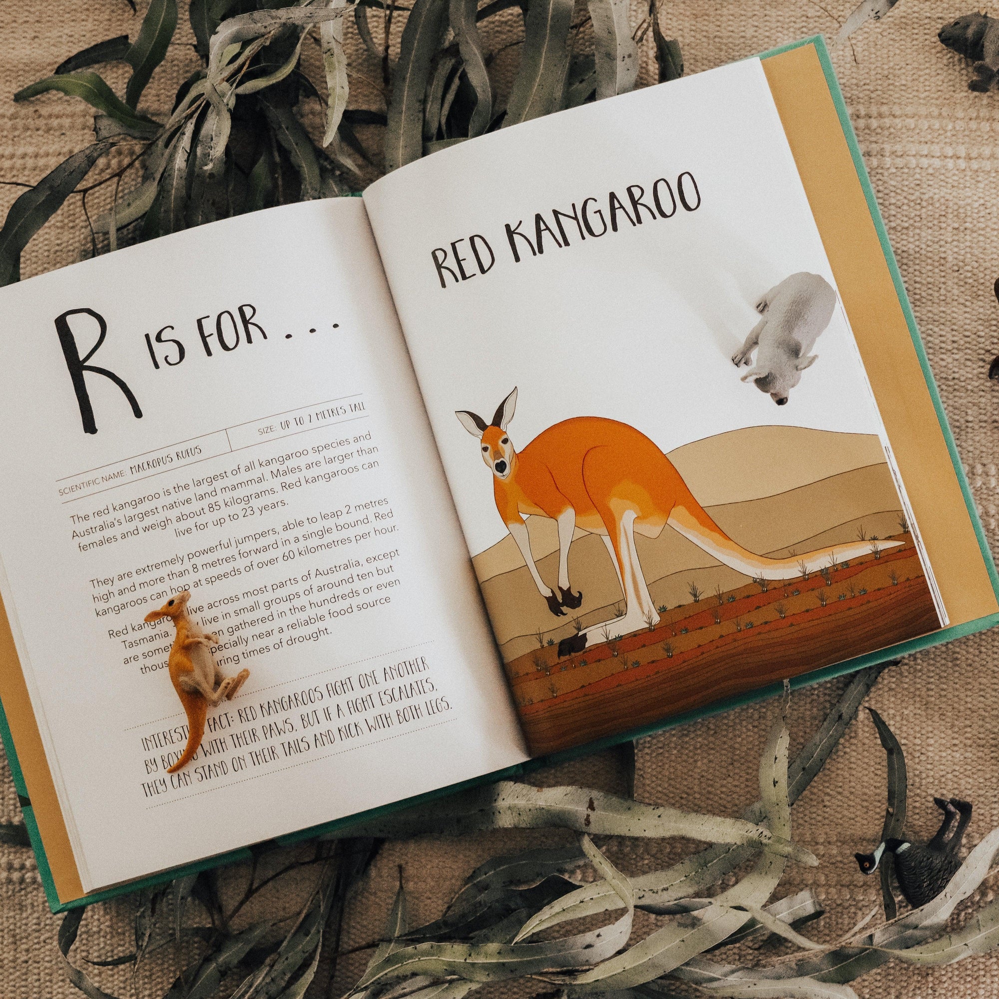 The Curated Parcel - A-Z of Australian Animals 