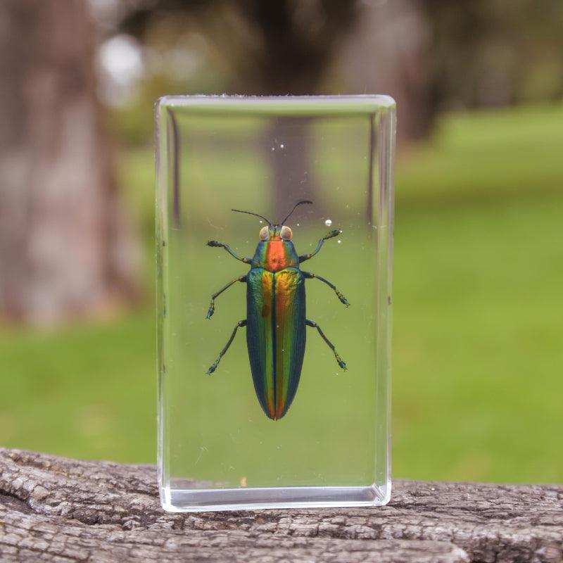 The Curated Parcel - Specimen // Jewel Beetle 