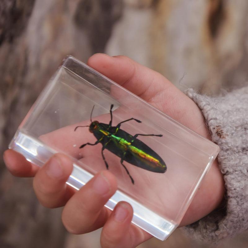 The Curated Parcel - Specimen // Jewel Beetle 