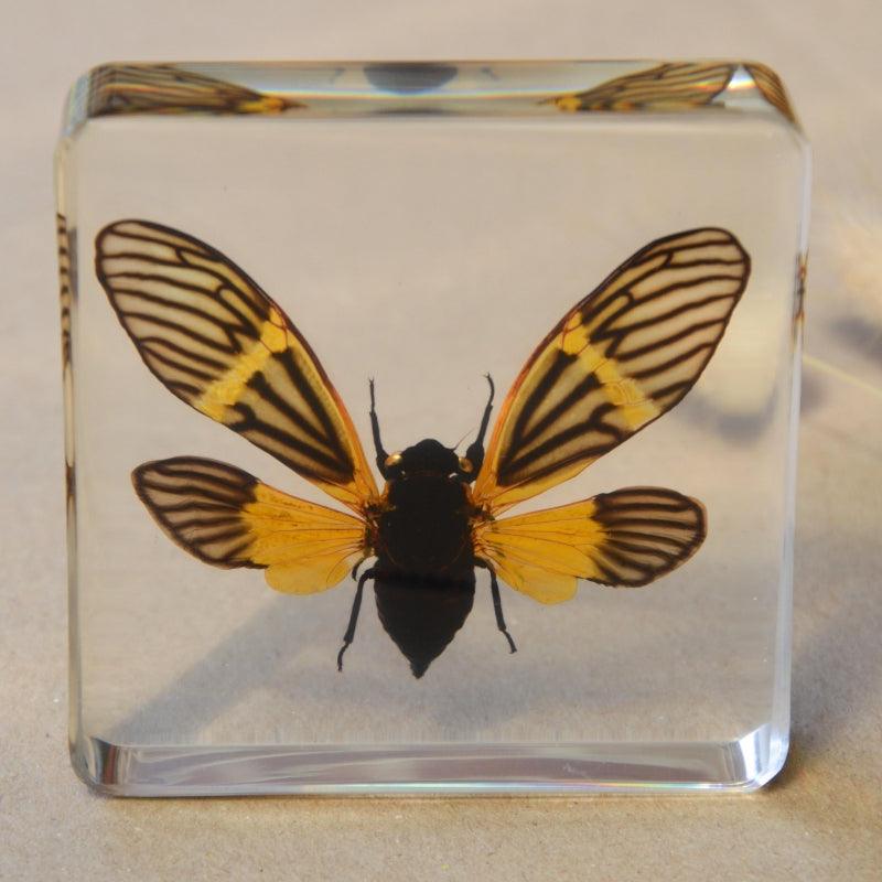 The Curated Parcel - Specimen // Yellow Winged Cicada 