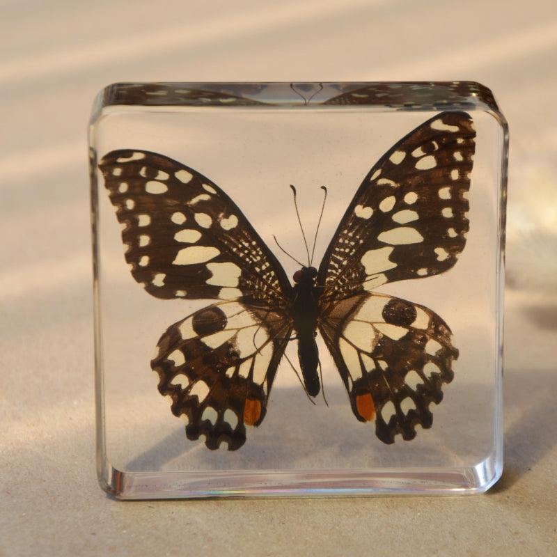 The Curated Parcel - Specimen // Limed Butterfly 