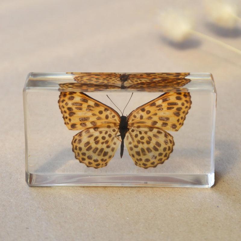 The Curated Parcel - Specimen // Spotted Butterfly 