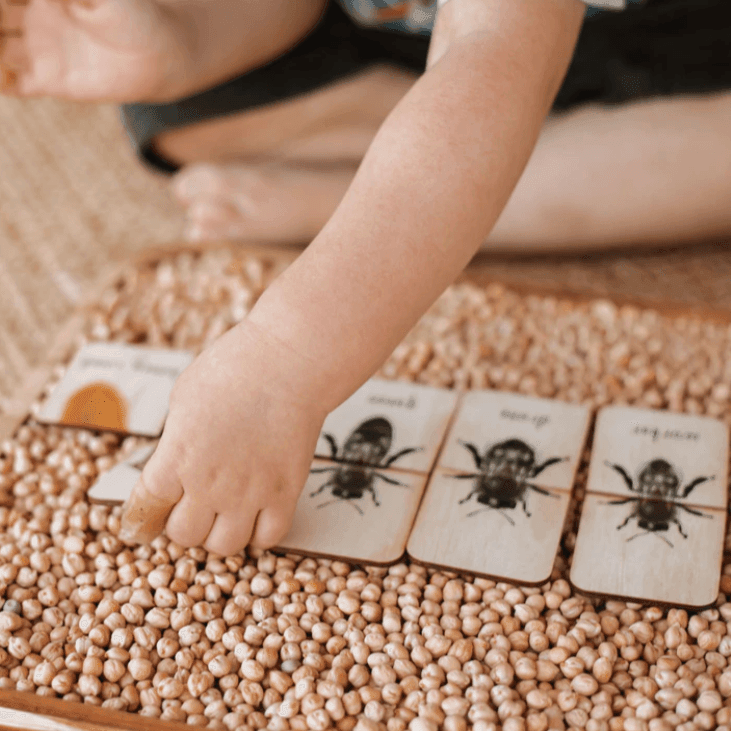The Curated Parcel - Australian Honey Bee Lifecycle Matching Puzzle 