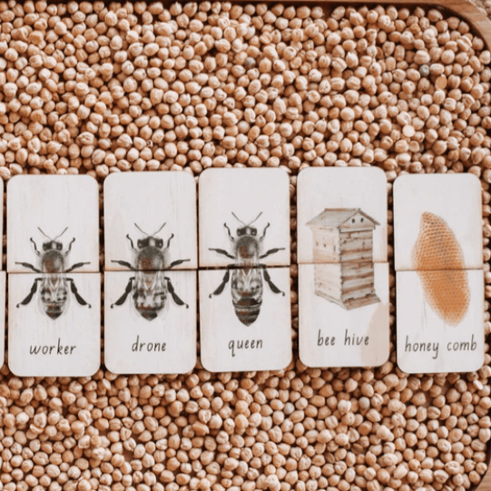 The Curated Parcel - Australian Honey Bee Lifecycle Matching Puzzle 