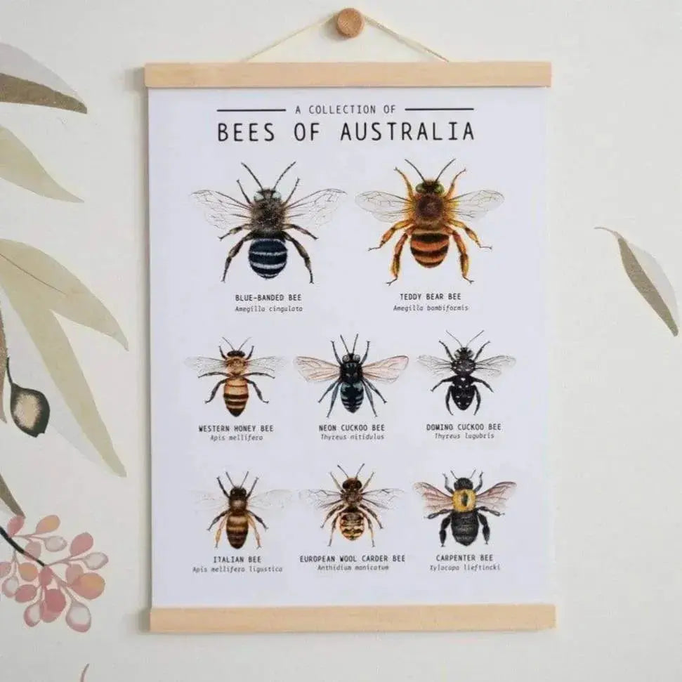 The Curated Parcel - Bees of Australia 