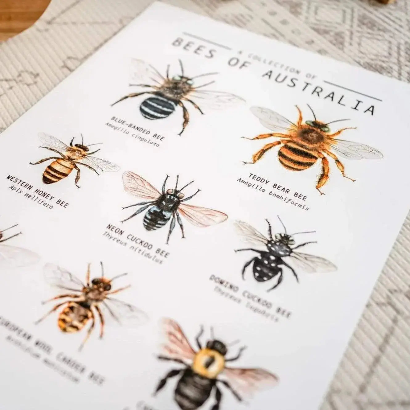 The Curated Parcel - Bees of Australia 