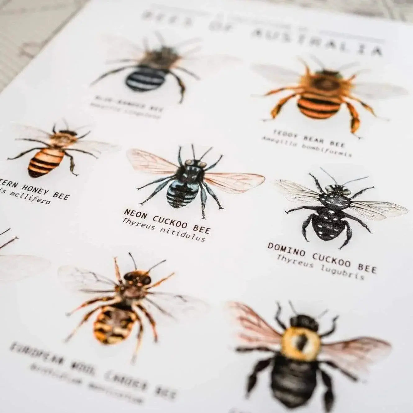 The Curated Parcel - Bees of Australia 