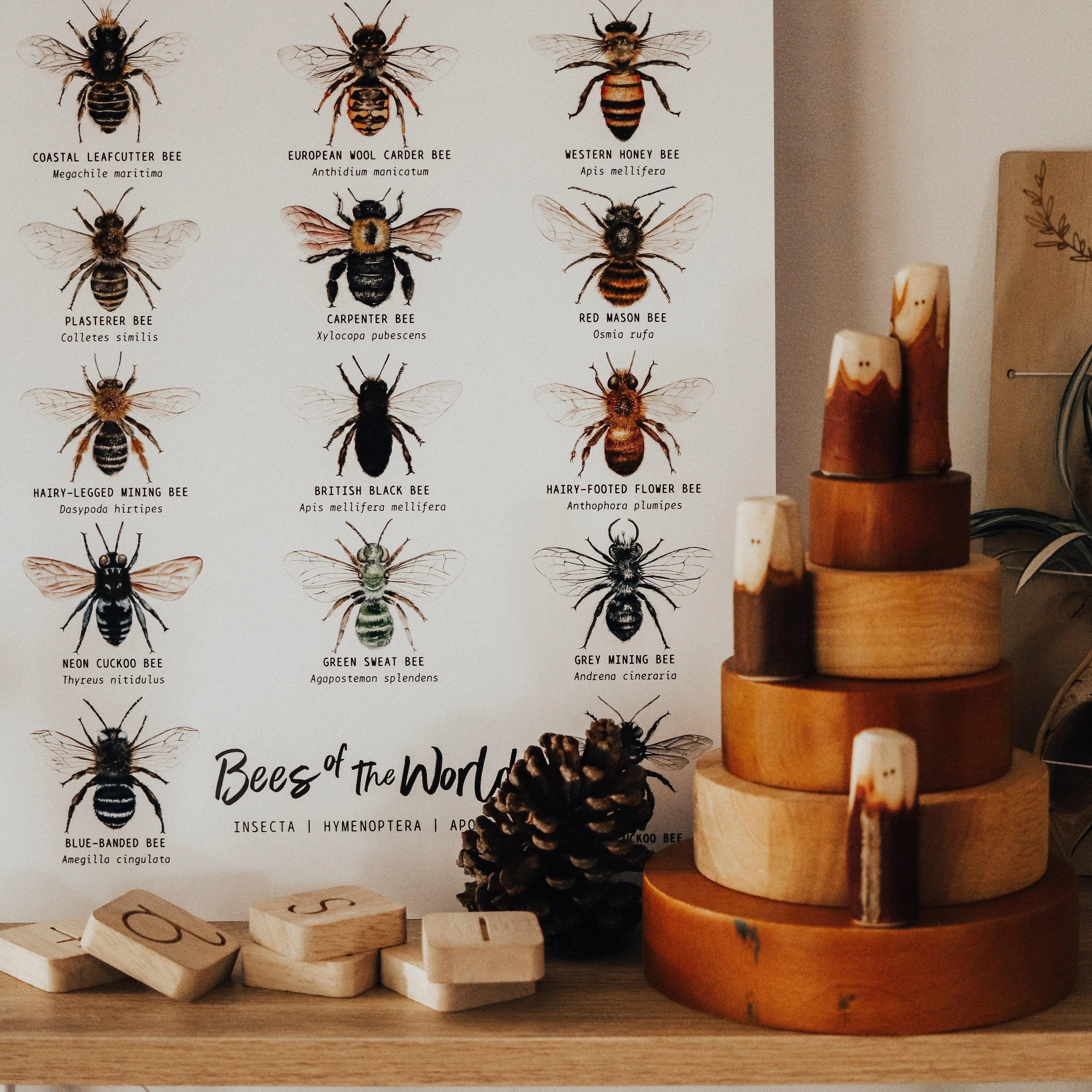 The Curated Parcel - Bees of the World 