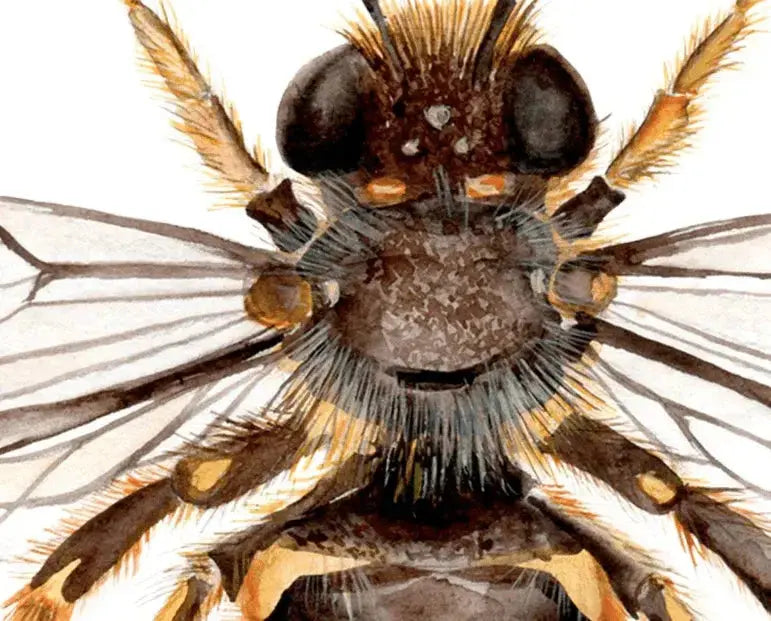 The Curated Parcel - Bees of the World 