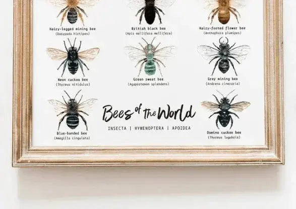 The Curated Parcel - Bees of the World 