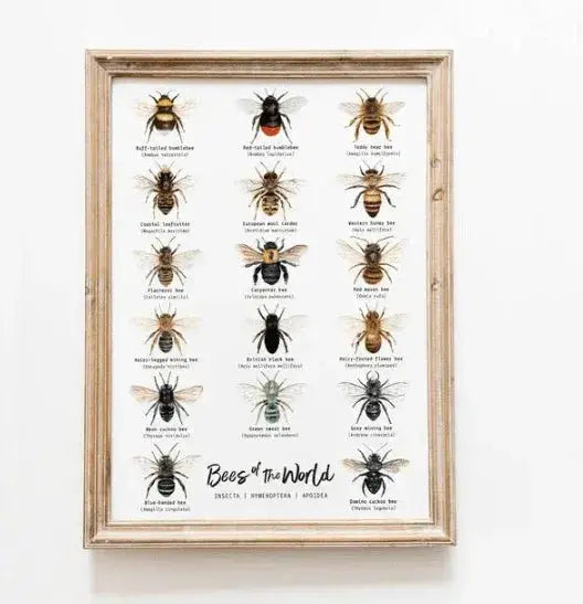 The Curated Parcel - Bees of the World 