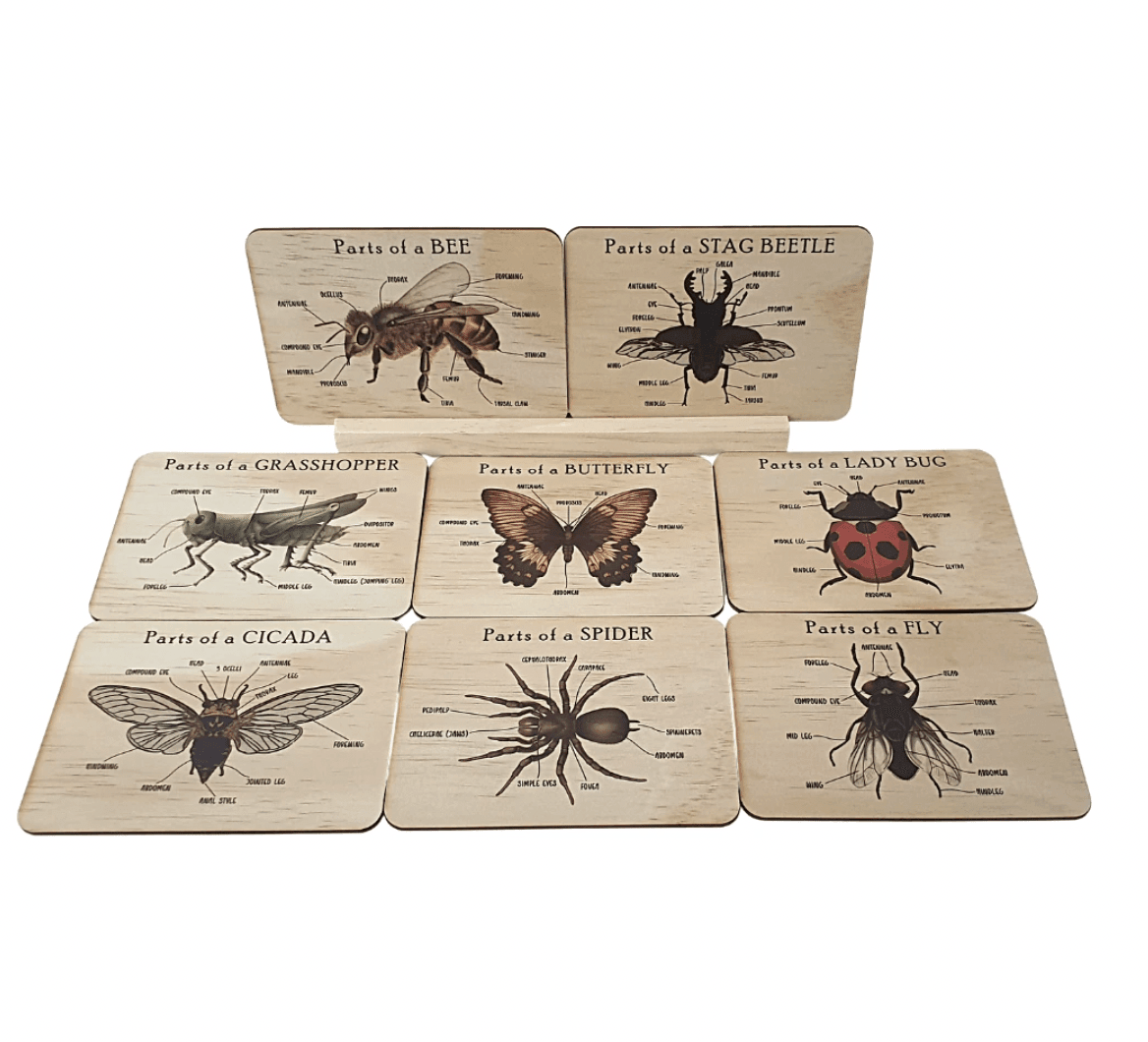 The Curated Parcel - Bug Anatomy Cards 