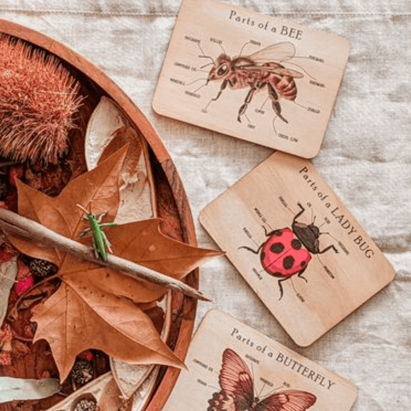 The Curated Parcel - Bug Anatomy Cards 