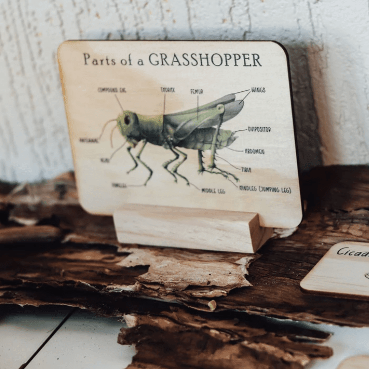 The Curated Parcel - Bug Anatomy Cards 