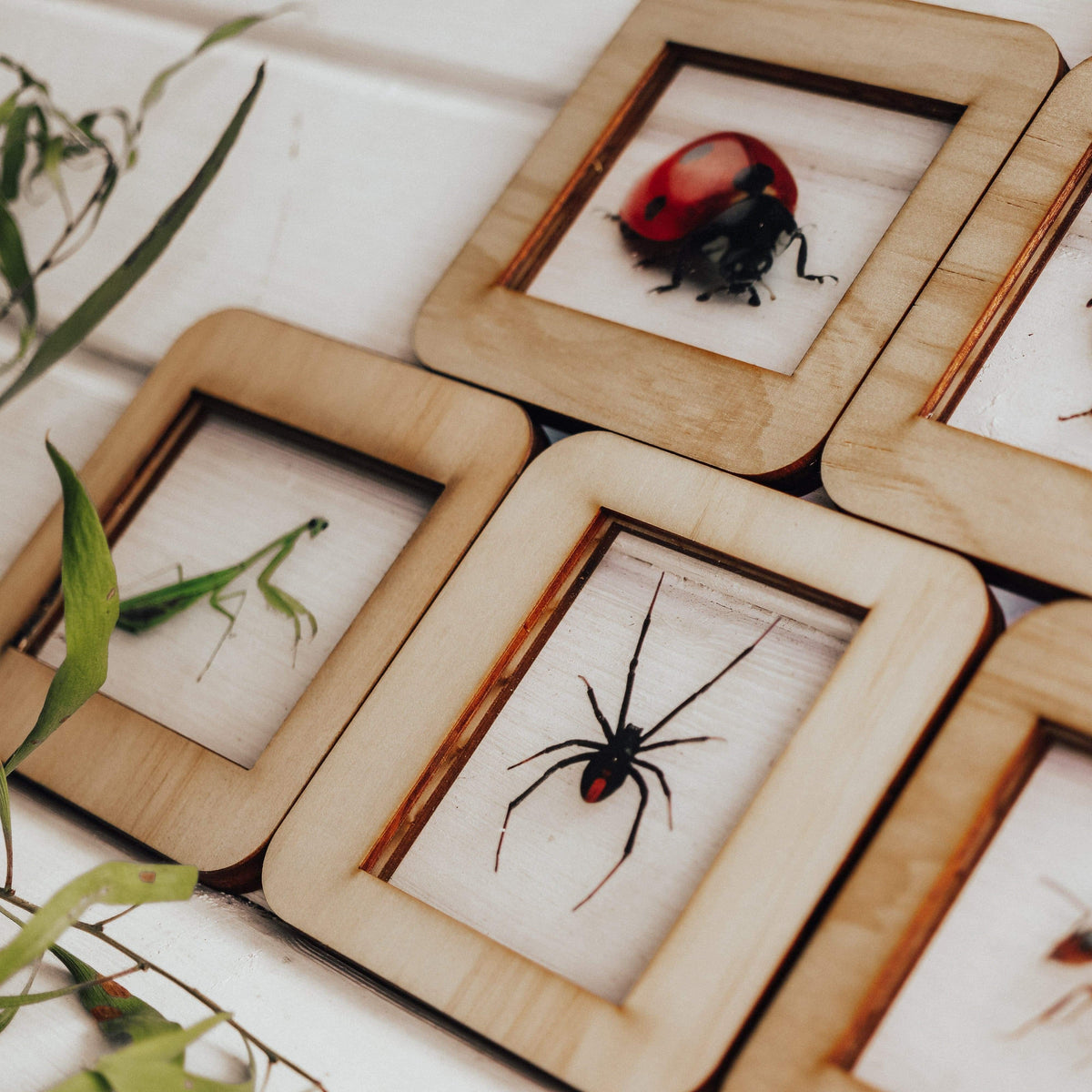 The Curated Parcel - Bug Lightbox Tiles 