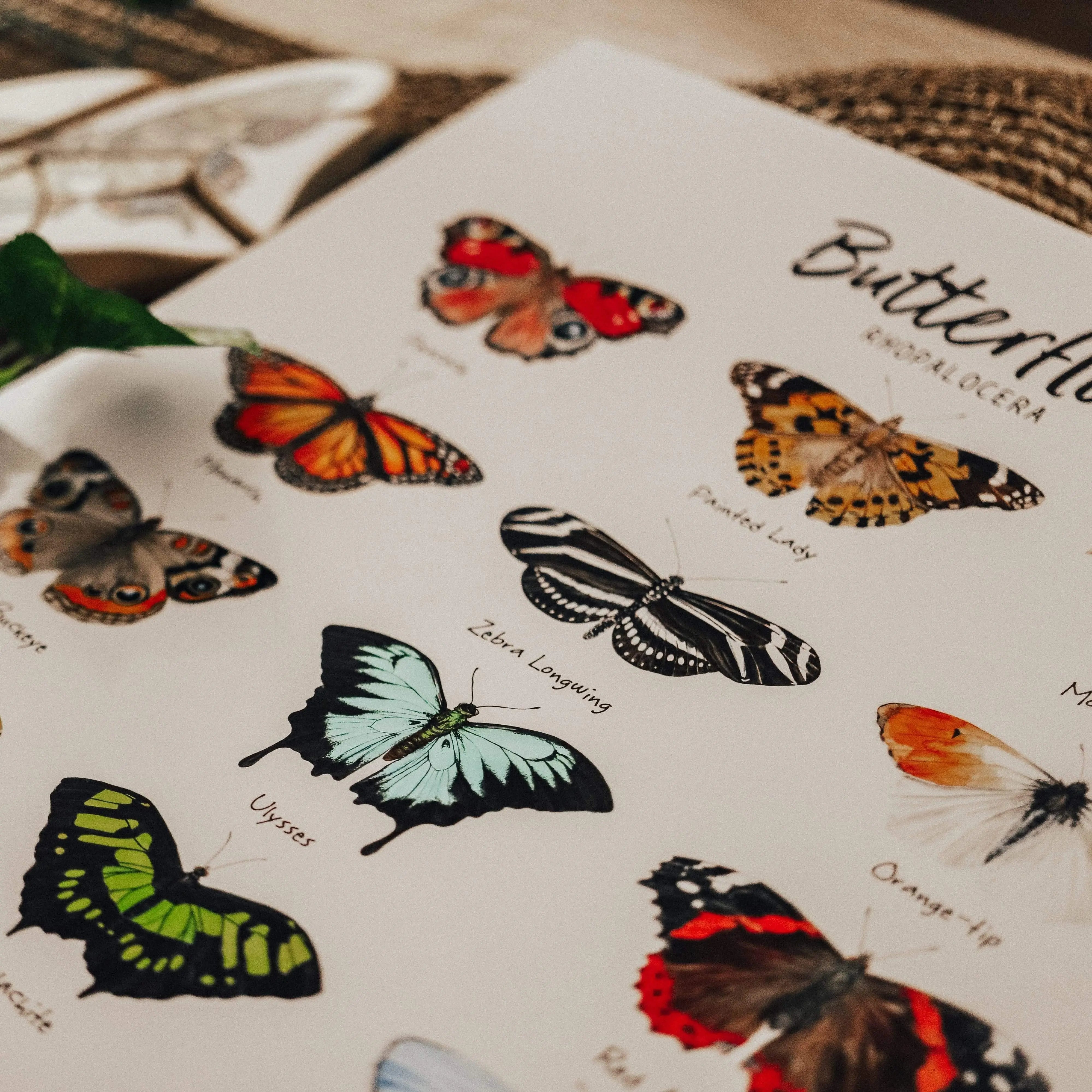 The Curated Parcel - Butterflies 