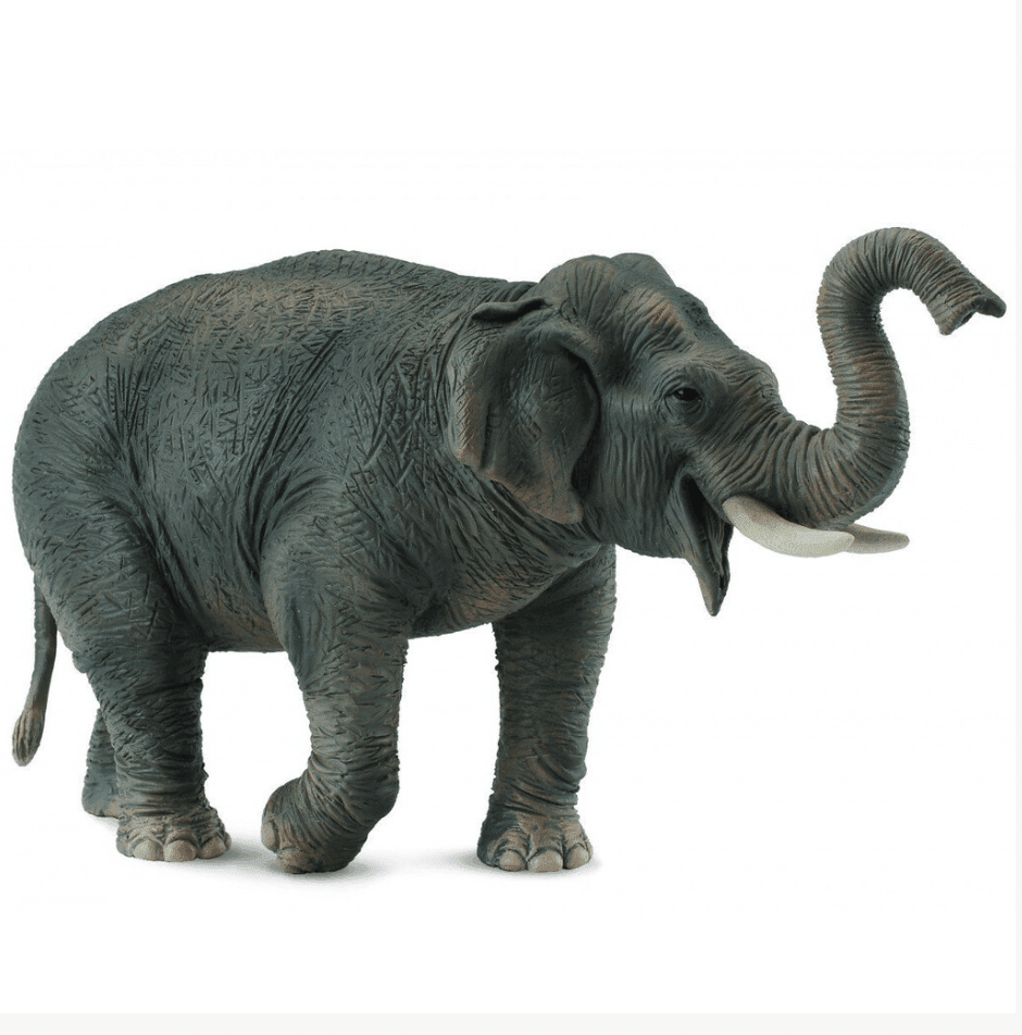 The Curated Parcel - CollectA // Asian Elephant 
