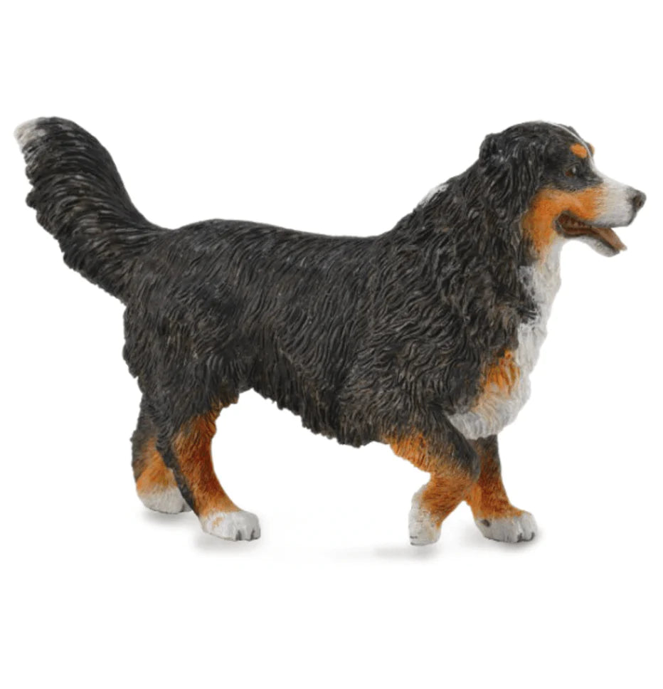 The Curated Parcel - CollectA // Bernese Mountain Dog 