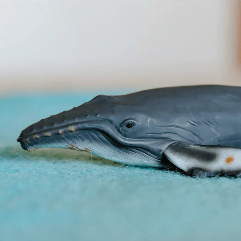 The Curated Parcel - CollectA // Humpback Whale 