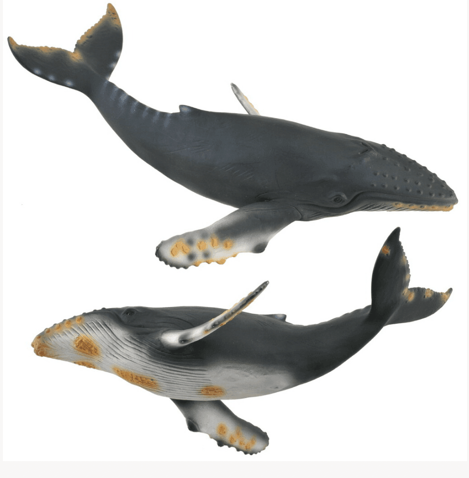 The Curated Parcel - CollectA // Humpback Whale 