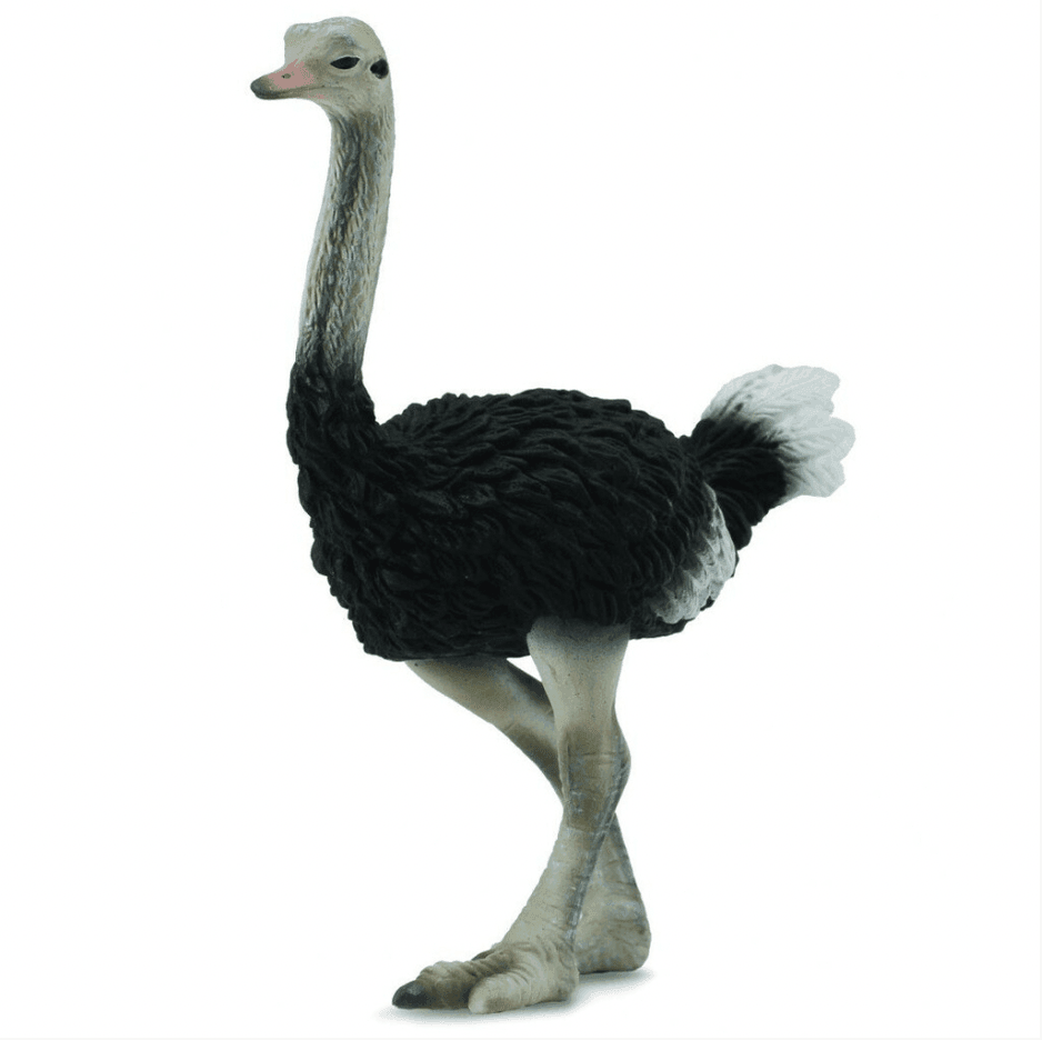 The Curated Parcel - CollectA // Ostrich 