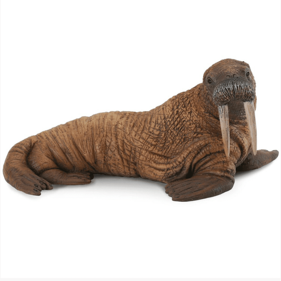 The Curated Parcel - CollectA // Walrus 