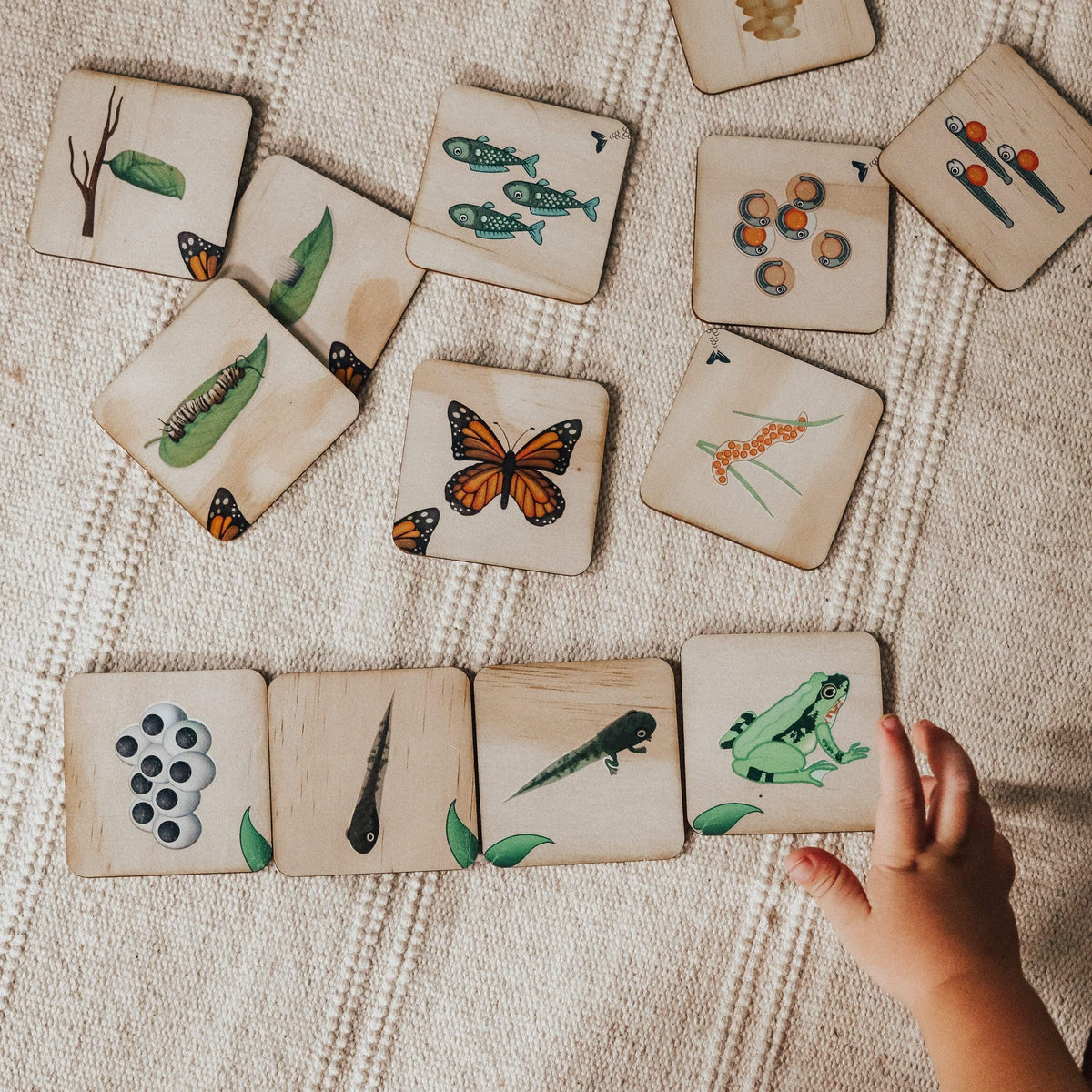 The Curated Parcel - Life Cycle Matching Puzzle Set 