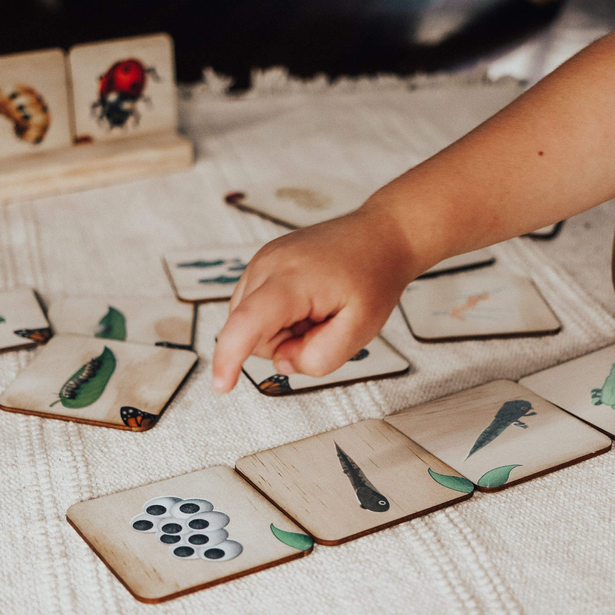 The Curated Parcel - Life Cycle Matching Puzzle Set 