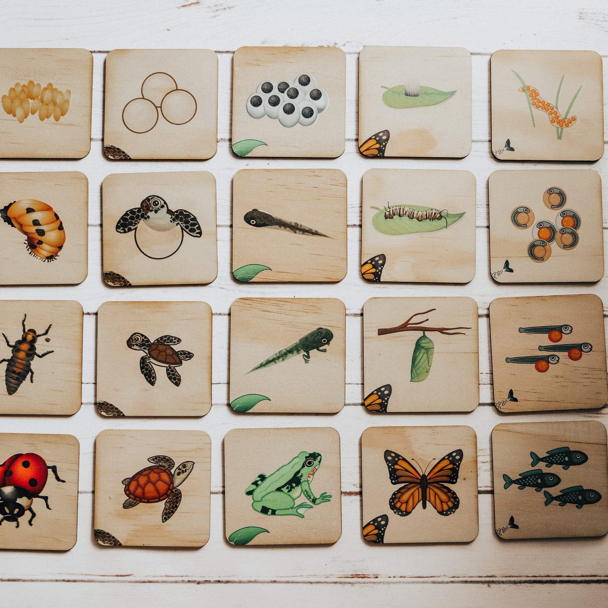 The Curated Parcel - Life Cycle Matching Puzzle Set 