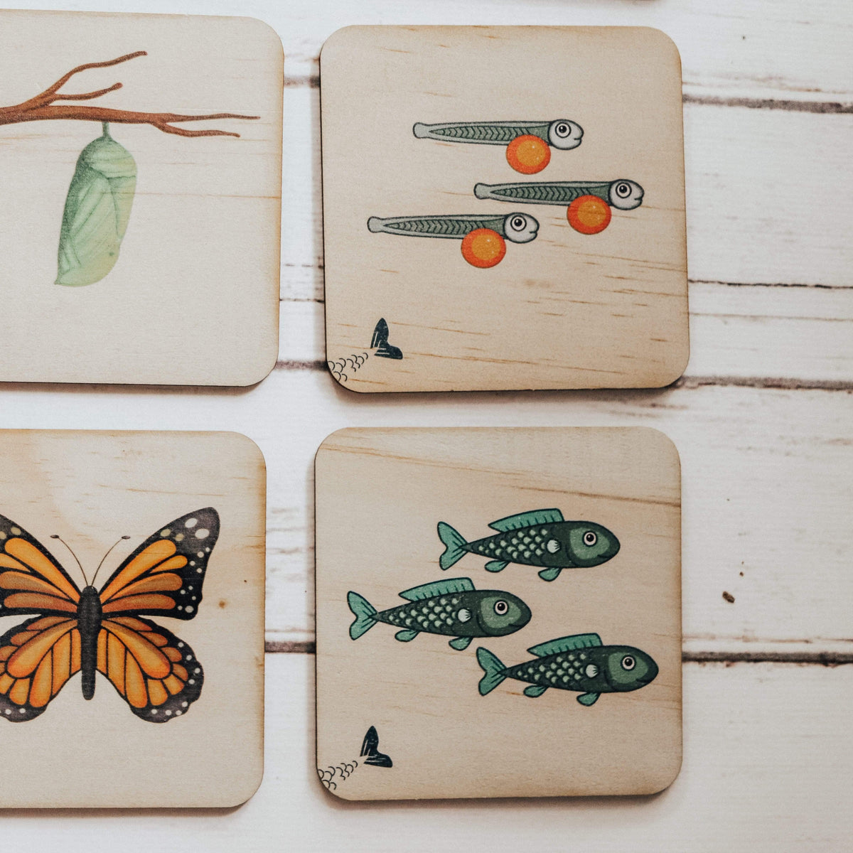 The Curated Parcel - Life Cycle Matching Puzzle Set 