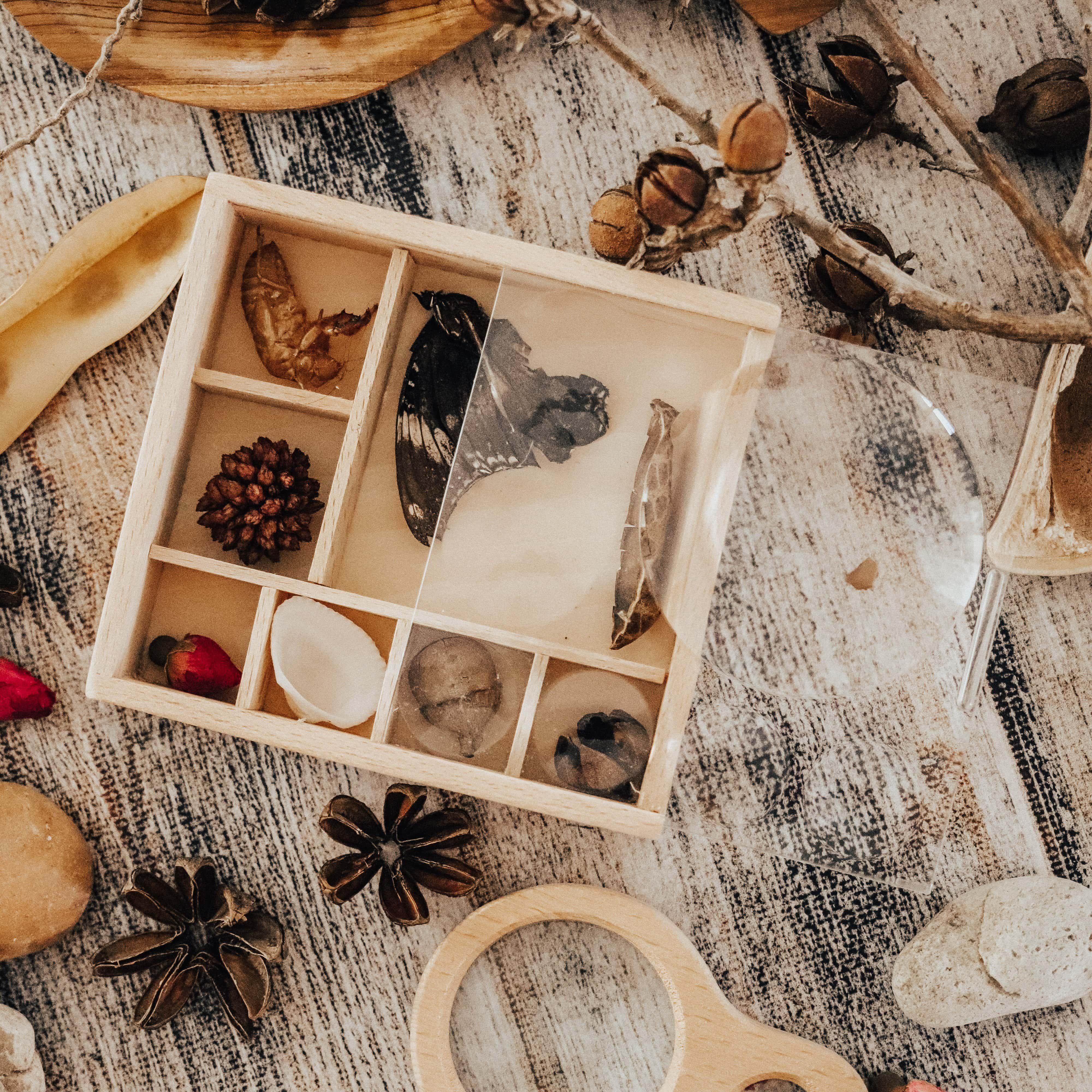 The Curated Parcel - Magnifying Bug Boxes 
