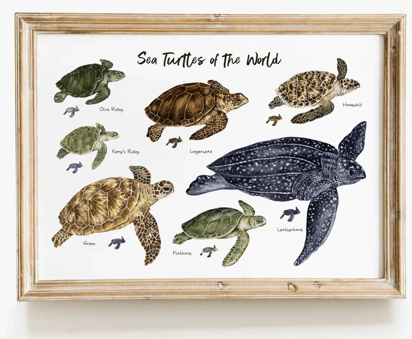 The Curated Parcel - Sea Turtles Of The World 