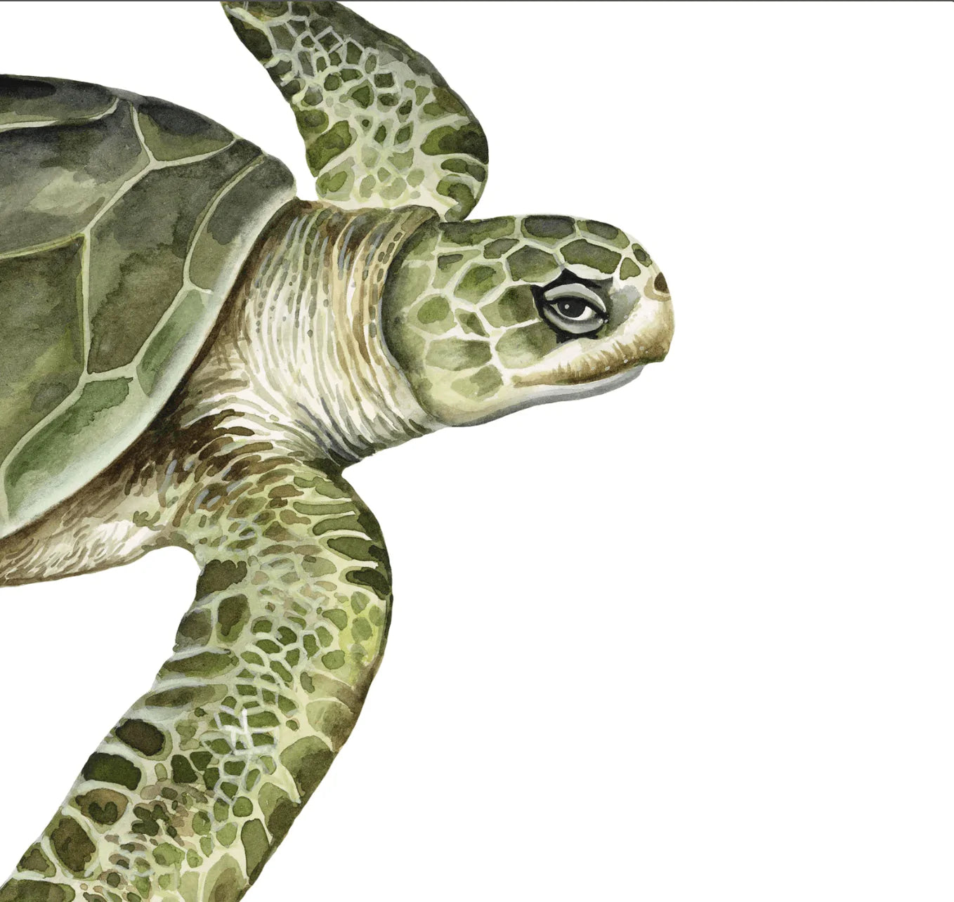 The Curated Parcel - Sea Turtles Of The World 