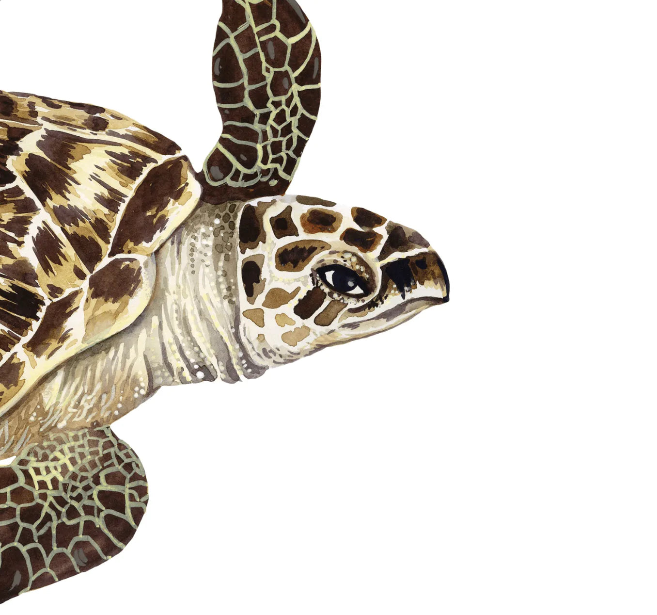 The Curated Parcel - Sea Turtles Of The World 