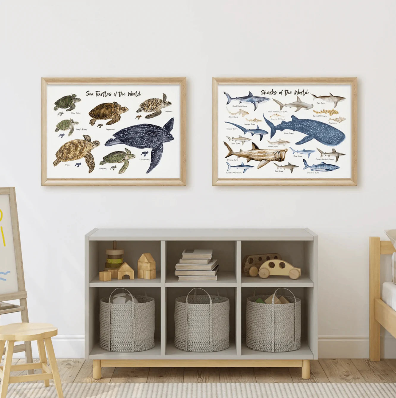 The Curated Parcel - Sea Turtles Of The World 