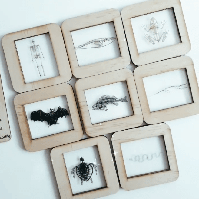 The Curated Parcel - Skeleton Lightbox Tiles 