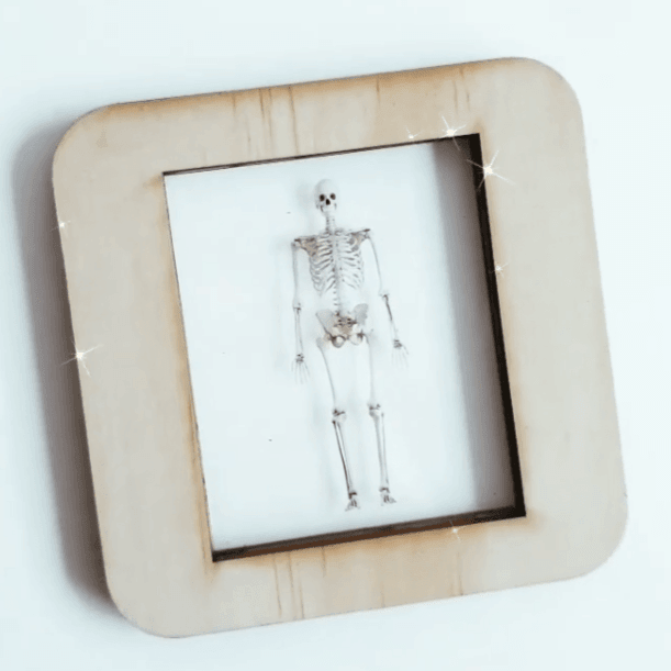 The Curated Parcel - Skeleton Lightbox Tiles 