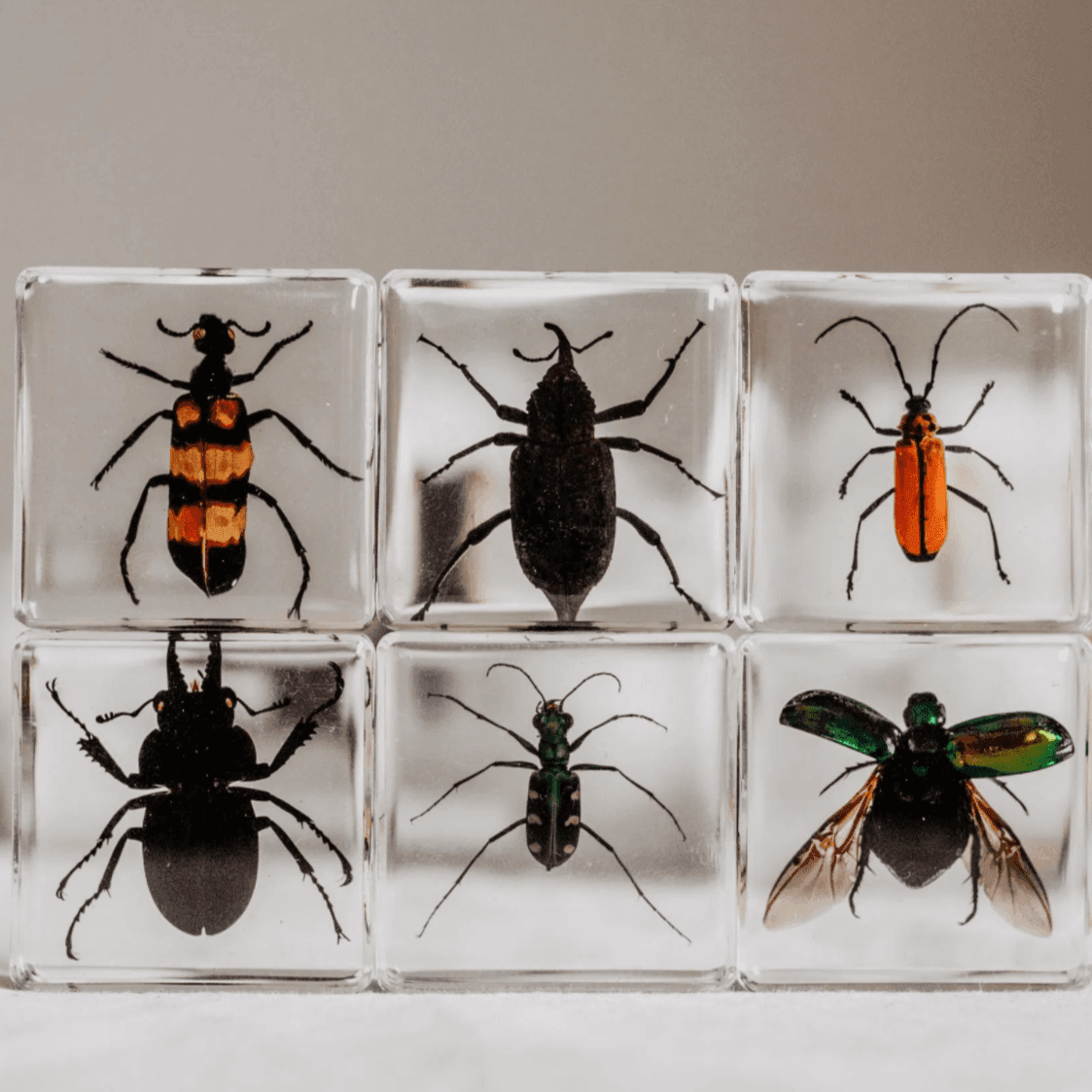 The Curated Parcel - Specimen // Brilliant Bug Set 